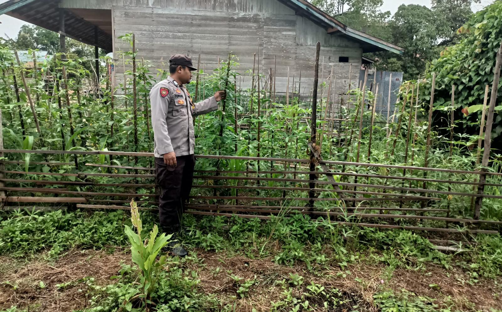 Polsek Marikit Gencar Dukung Ketahanan Pangan Nasional