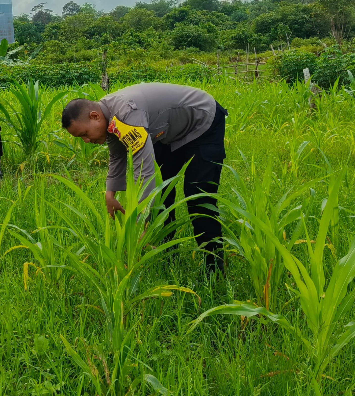 Mendukung Ketahanan Pangan, Personil Polsek Katingan Hulu Cek Lokasi Pemanfaatan Pekarangan Warga.
