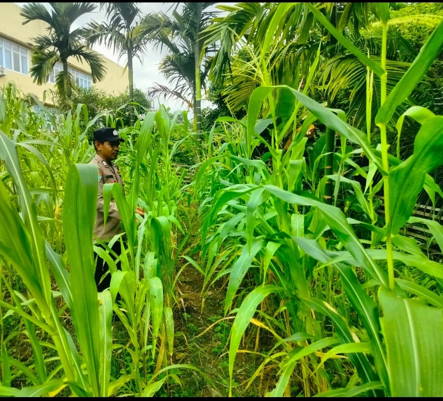 Peran Strategis Lahan: Polsek Marikit Dukung Ketahanan Pangan Desa