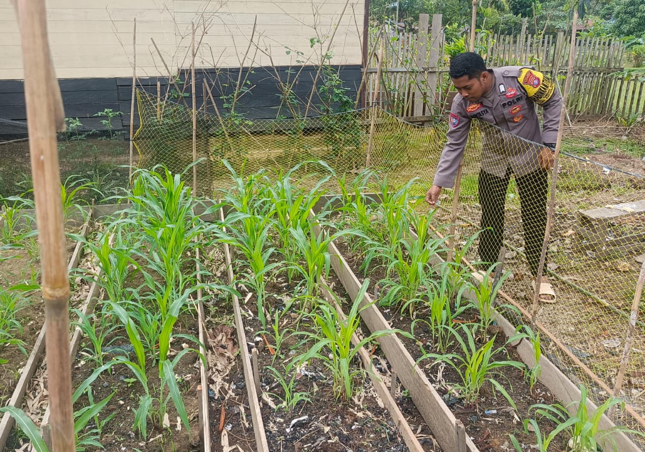Mendukung Ketahanan Pangan, Personil Polsek Katingan Hulu Cek Lokasi Pemanfaatan Pekarangan Warga.