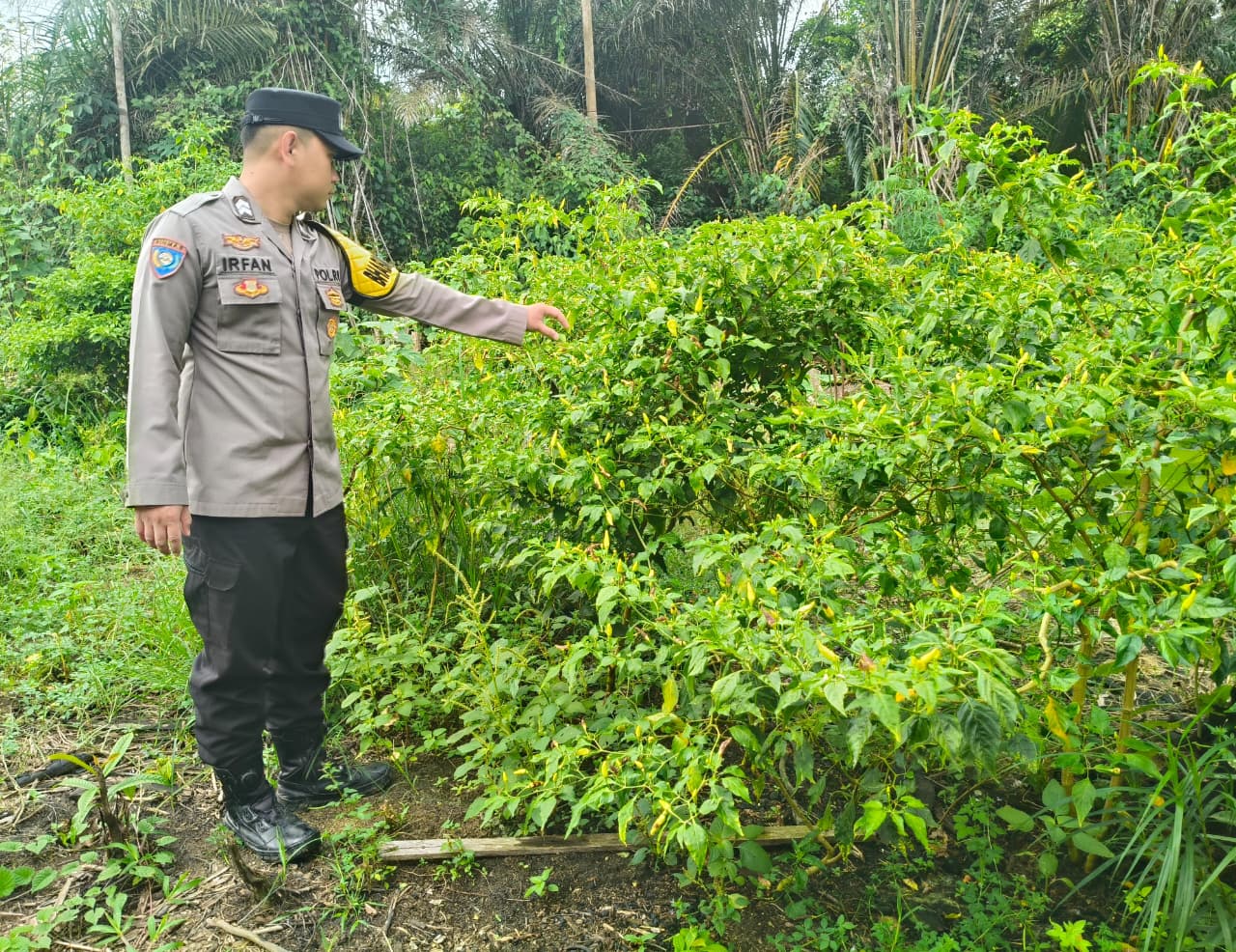 DUKUNG KETAHANAN PANGAN NASIONAL, POLSEK MARIKIT DAMPINGI PETANI DAN MONITORING PEKARANGAN BERGIZI
