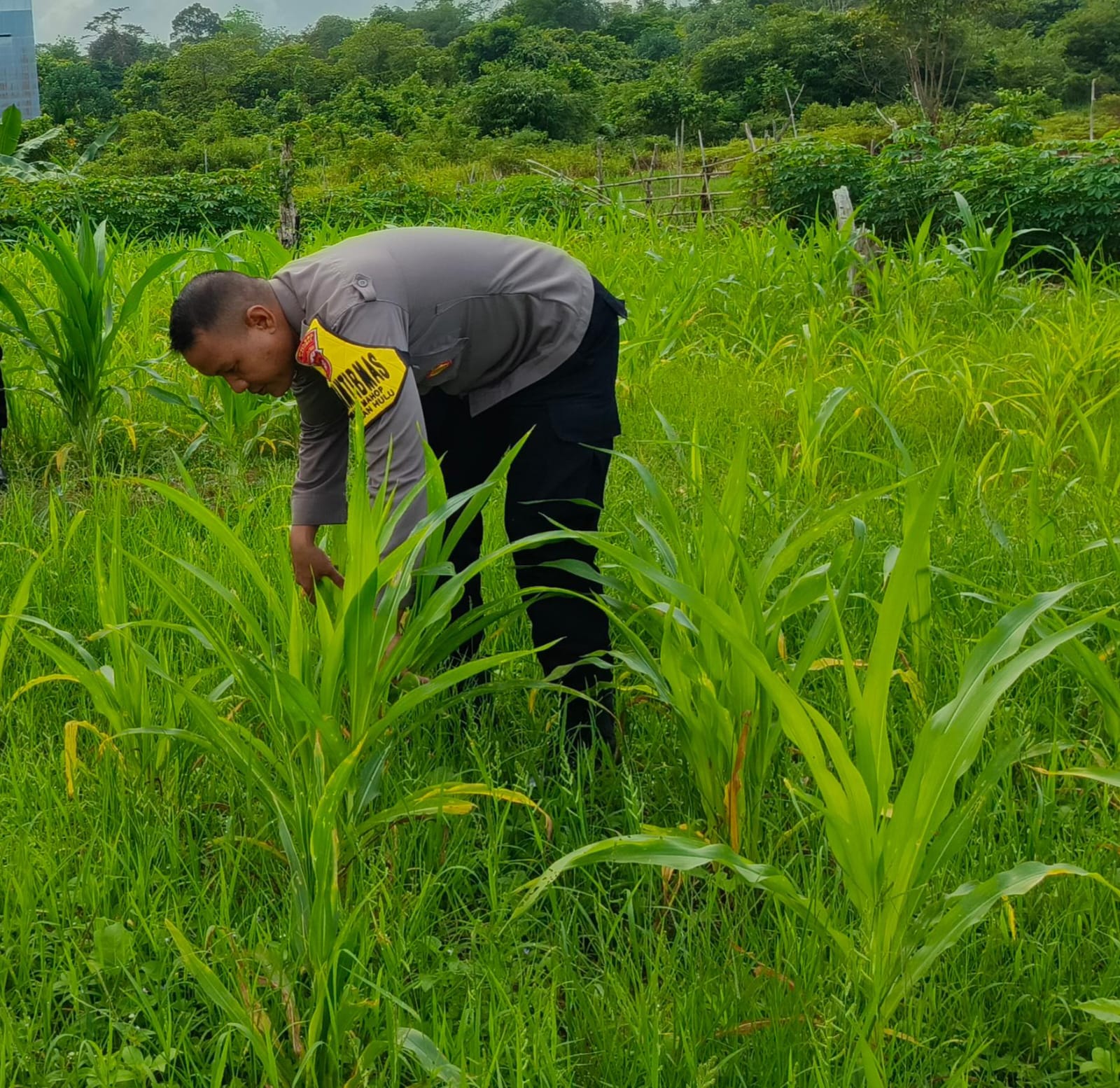 Mendukung Ketahanan Pangan, Personil Polsek Katingan Hulu Cek Lokasi Pemanfaatan Pekarangan Warga.