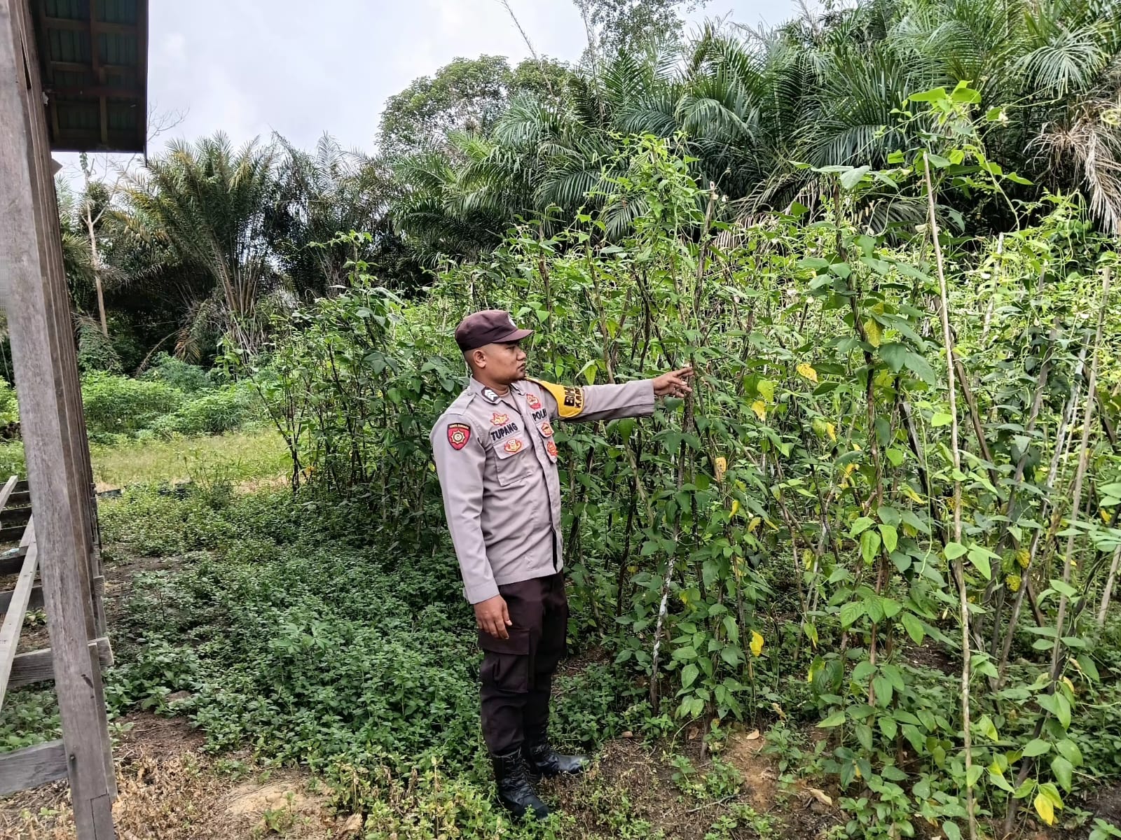 POLSEK MARIKIT TURUN KE LAHAN, KAWAL KETAHAN PANGAN WARGA TUMBANG DAKEI