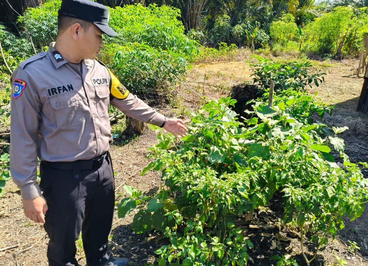 DUKUNG KETAHANAN PANGAN NASIONAL, POLSEK MARIKIT DAMPINGI PETANI DAN MONITORING PEKARANGAN BERGIZI