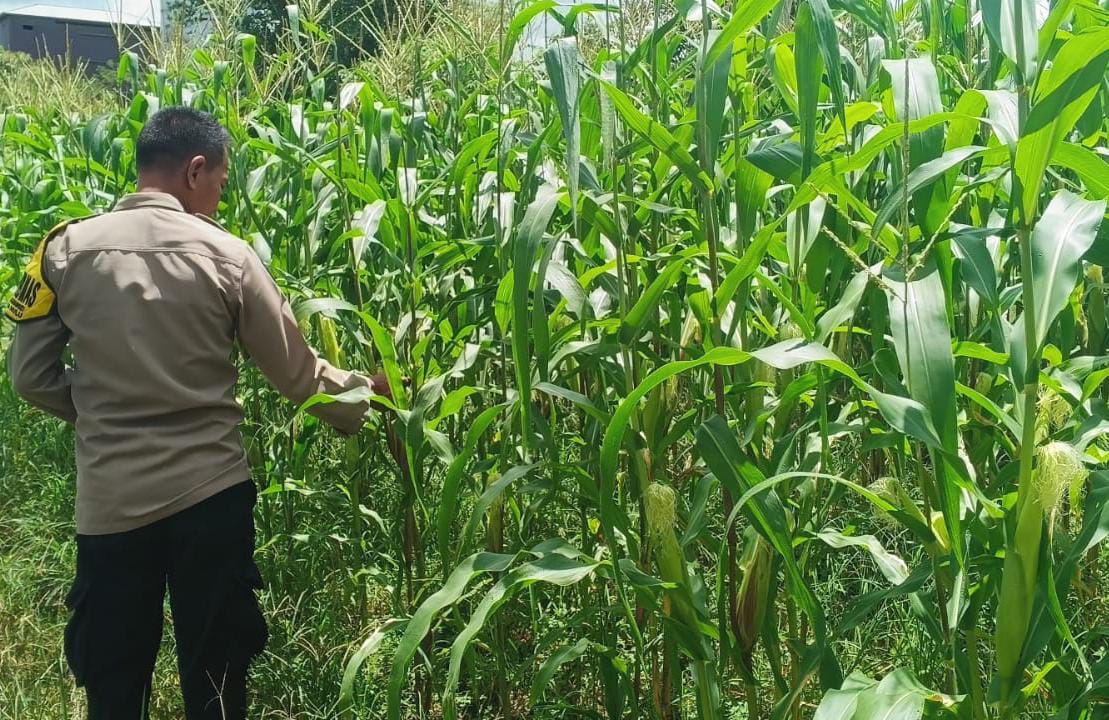 Mendukung Ketahanan Pangan, Personil Polsek Katingan Hulu Cek Lokasi Pemanfaatan Pekarangan Warga.