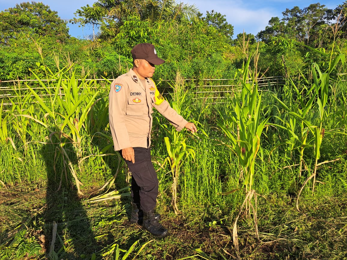 Mendukung Ketahanan Pangan, Personil Polsek Katingan Hulu dan Bukit Raya Cek Lokasi Pemanfaatan Pekarangan Warga.