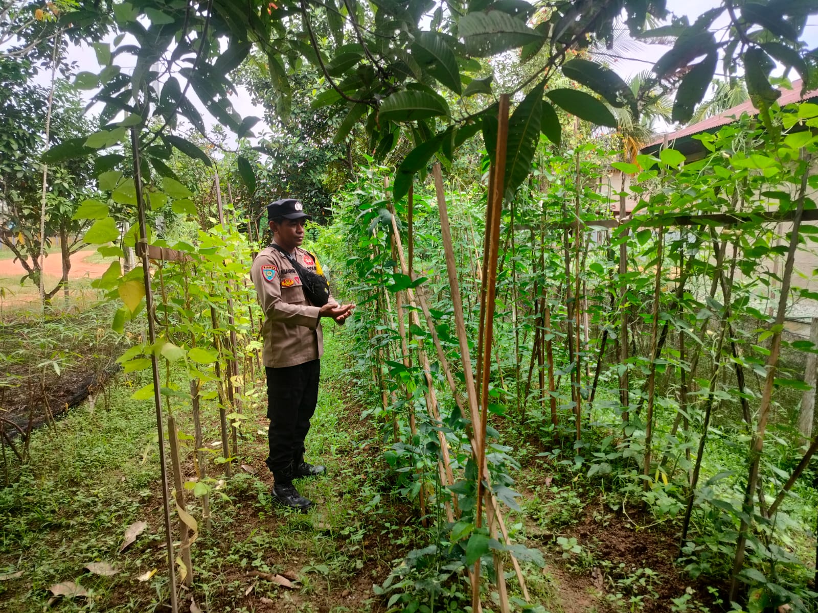 Ketahanan Pangan Berbasis Lokal Bertumbuh dari Ruang Produktif Warga
