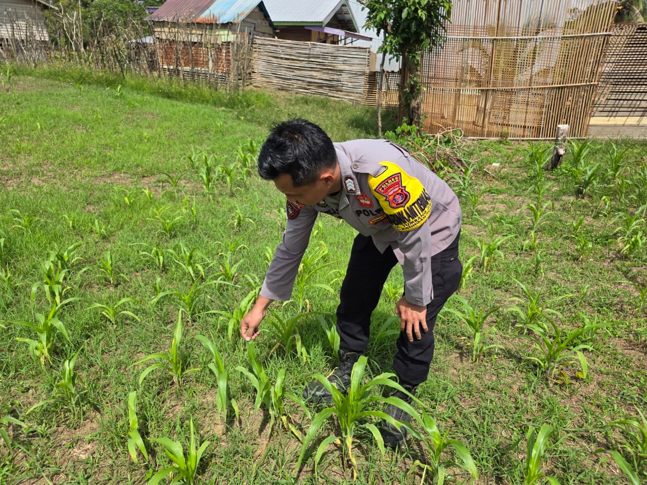 Mendukung Ketahanan Pangan, Personil Polsek Katingan Hulu Cek Lokasi Pemanfaatan Pekarangan Warga.