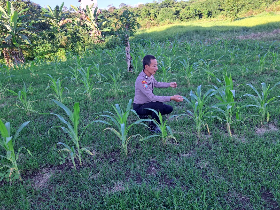 Mendukung Ketahanan Pangan, Personil Polsek Katingan Hulu dan Bukit Raya Cek Lokasi Pemanfaatan Pekarangan Warga.