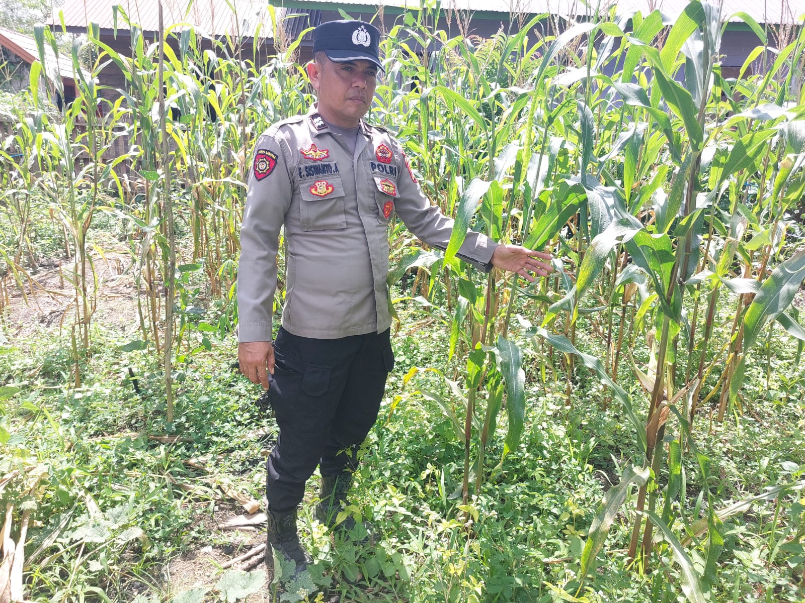 Dari Pekarangan ke Ketahanan: Peran Aktif Polsek Marikit Bangun Kemandirian Pangan