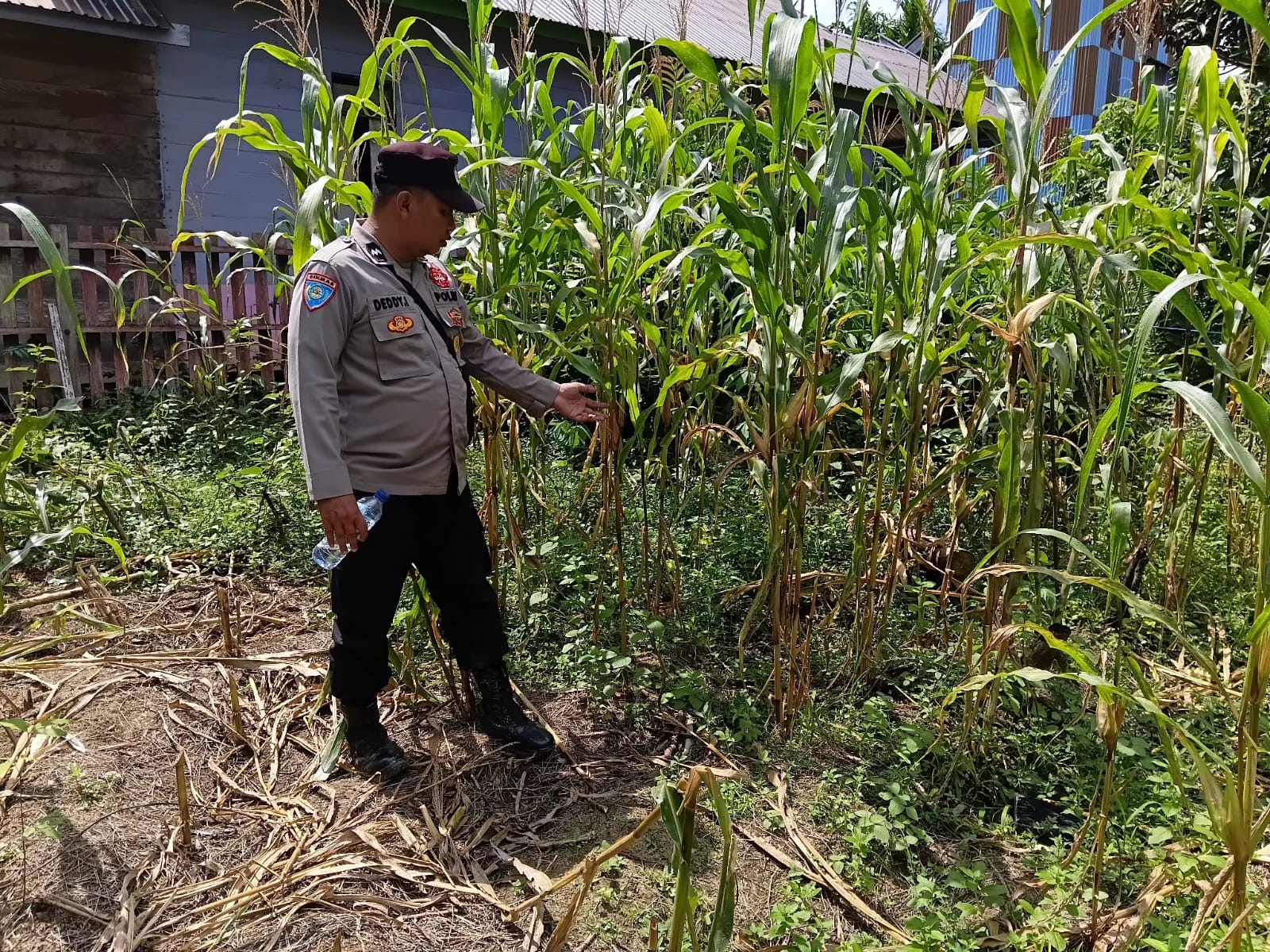 DUKUNG KETAHANAN PANGAN NASIONAL, POLSEK MARIKIT DAMPINGI PETANI DI TUMBANG HIRAN