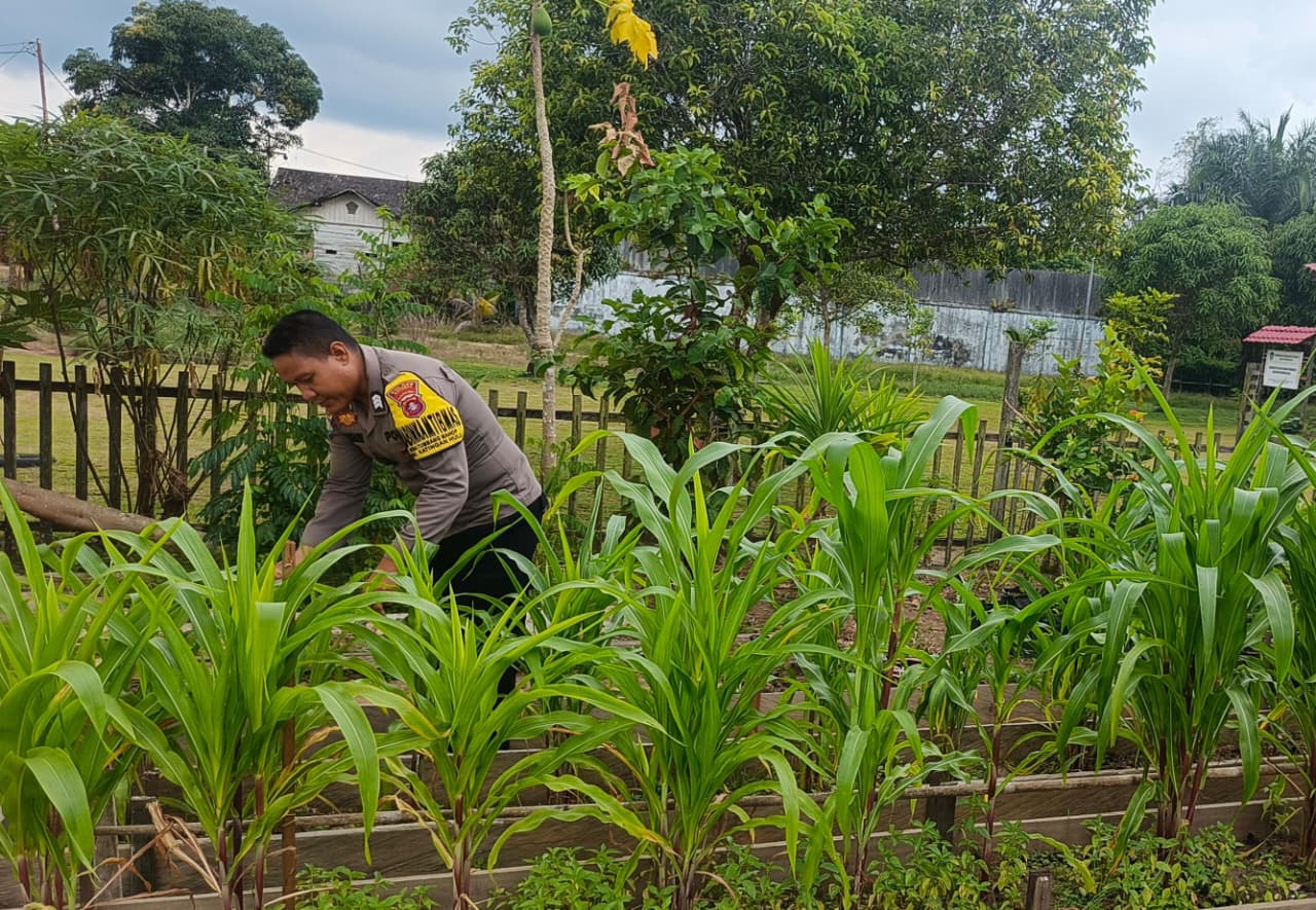 Mendukung Ketahanan Pangan, Personil Polsek Katingan Hulu Cek Lokasi Pemanfaatan Pekarangan Warga.