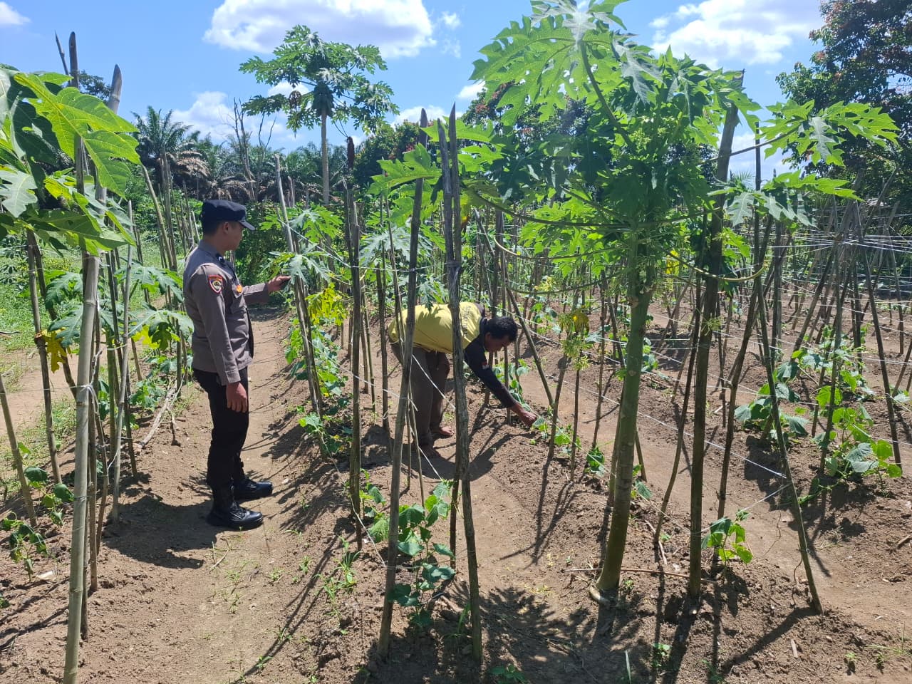 Bhabinkamtibmas Polsek Lamandau Cek Pekarangan Bergizi dan Ajak Warga Dukung Ketahanan Pangan