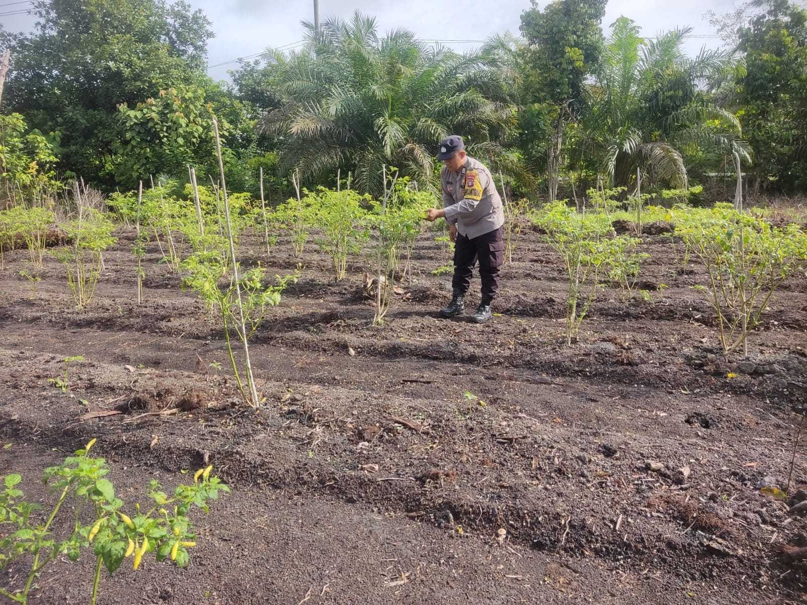 Personel Polsek Tewang Sangalang Garing dan Pulau Malan melaksanakan pengecekan lokasi pemanfaatan lahan pekarangan warga Binaannya