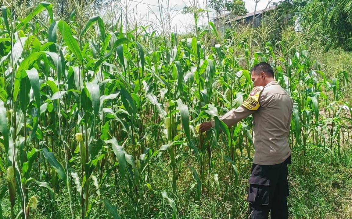 Mendukung Ketahanan Pangan, Personil Polsek Katingan Hulu Cek Lokasi Pemanfaatan Pekarangan Warga.