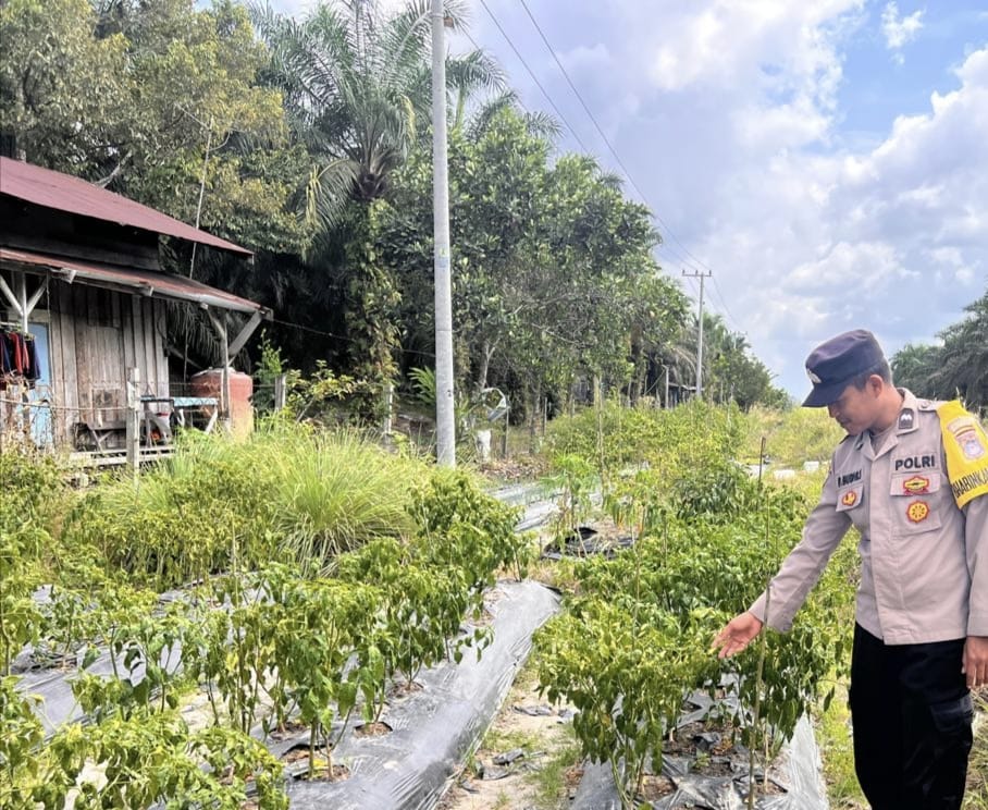 Mendukung Ketahanan Pangan, Personil Polsek sanaman mantikei Cek Lokasi Pemanfaatan Pekarangan Warga.