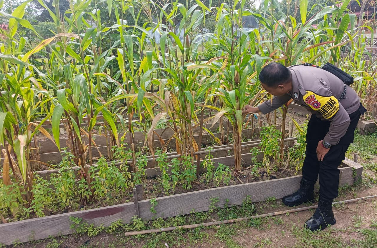 ‎Mendukung Ketahanan Pangan, Personil Polsek Katingan Hulu  Cek Lokasi Pemanfaatan Pekarangan Warga.