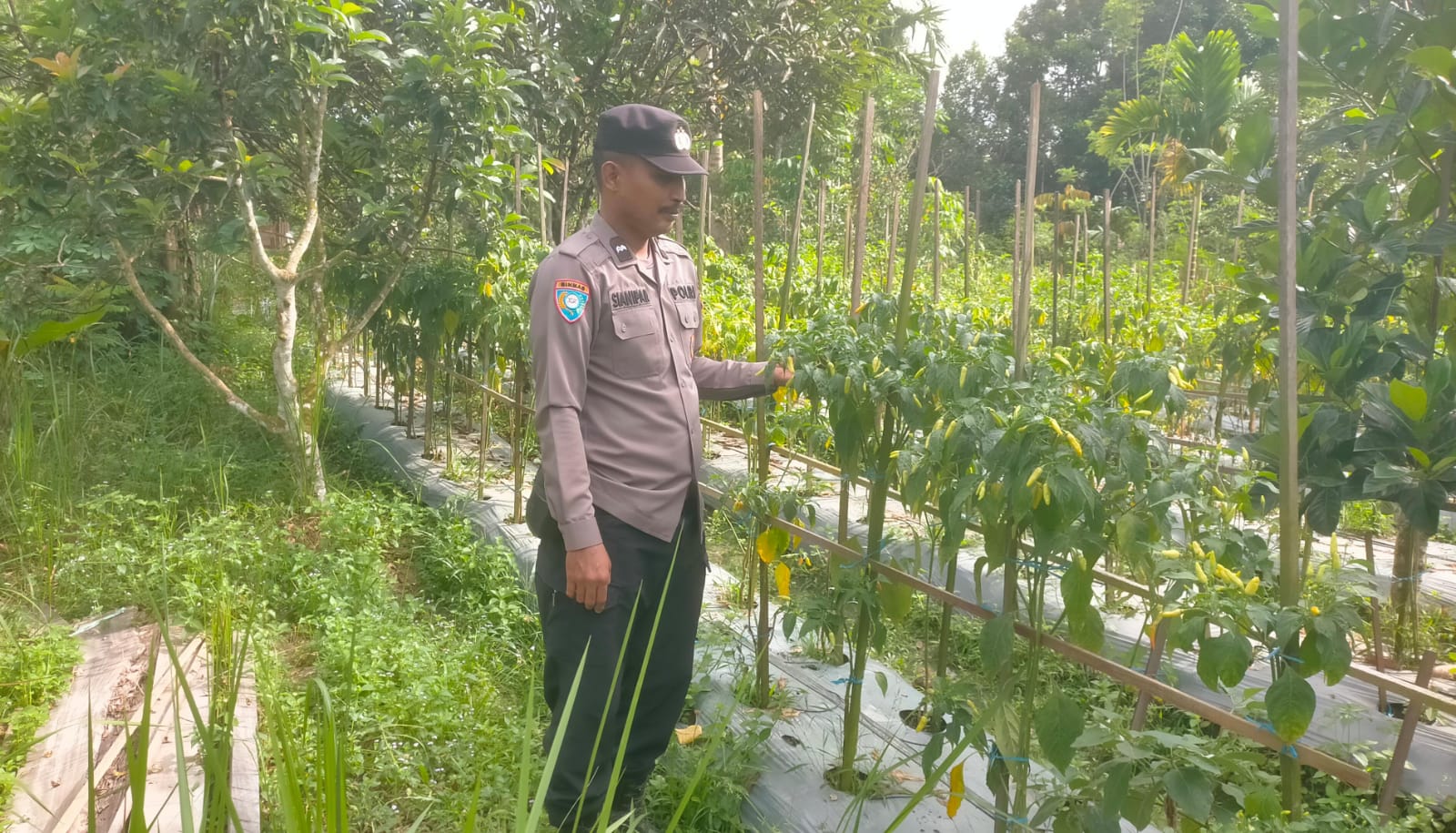 Mendukung Ketahanan Pangan, Personil Polsek sanaman mantikei Cek Lokasi Pemanfaatan Pekarangan Warga.