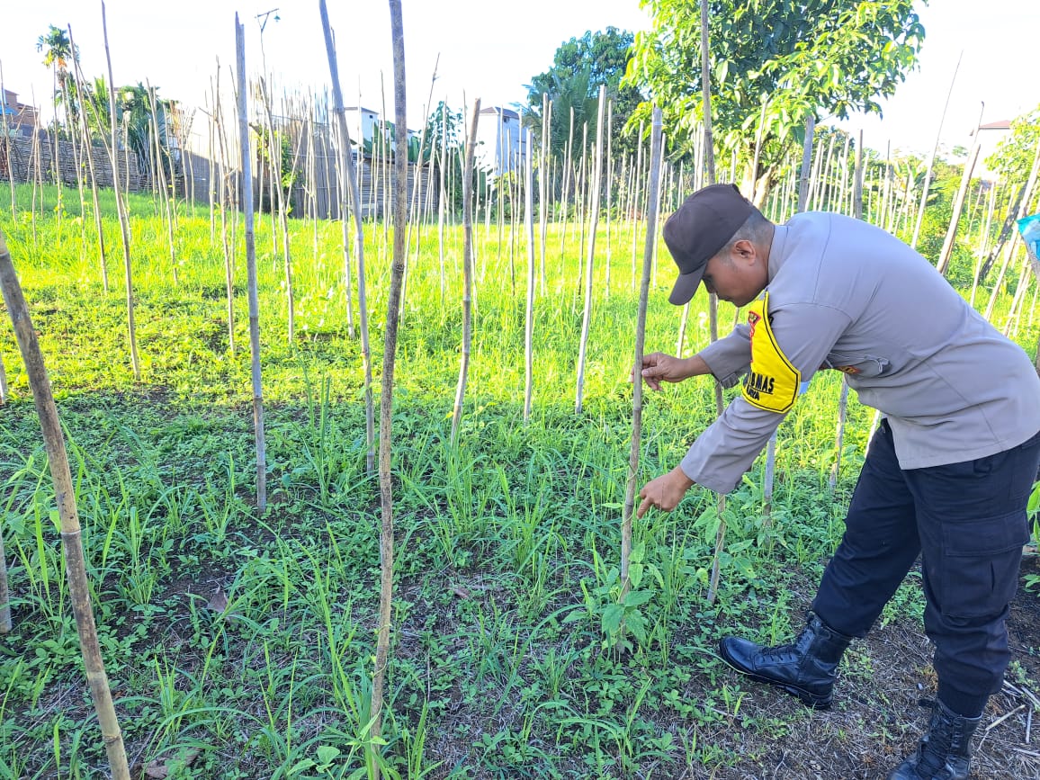 Mendukung Ketahanan Pangan, Personil Polsek Katingan Hulu dan Bukit Raya Cek Lokasi Pemanfaatan Pekarangan Warga.