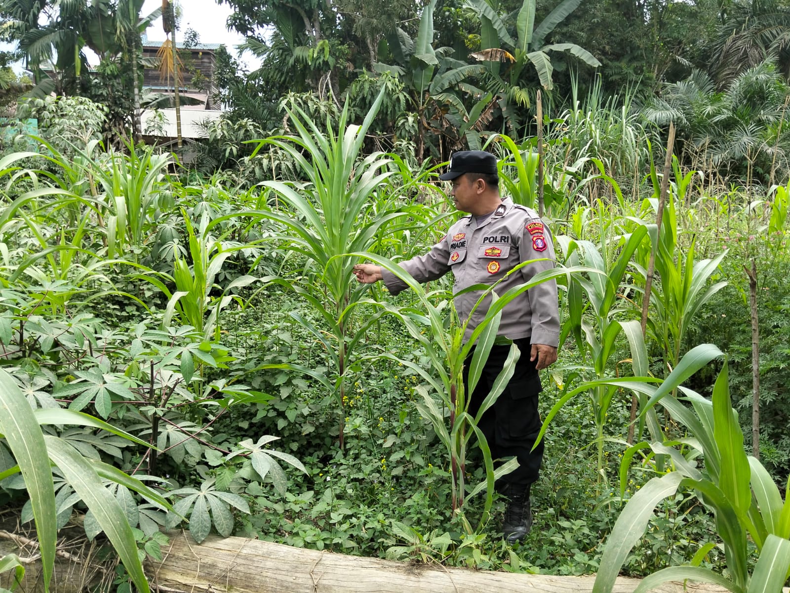 POLSEK MARIKIT EDUKASI MASYARAKAT UNTUK MEMANFAATKAN PERKARANGAN DUKUNG KETAHANAN PANGAN NASIONAL