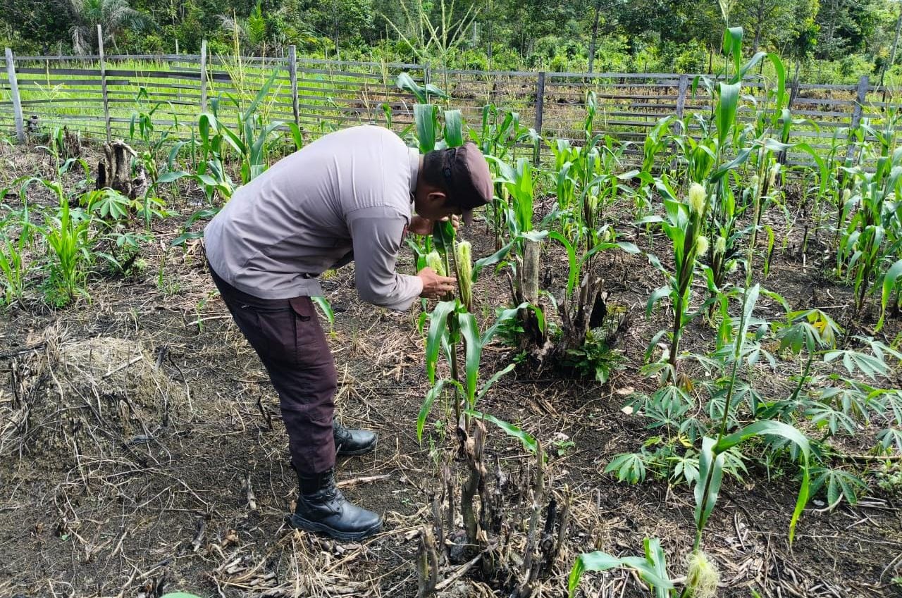 *DUKUNG KETAHANAN PANGAN NASIONAL POLSEK MARIKIT EDUKASI MASYARAKAT UNTUK MEMANFAATKAN PERKARANGAN *