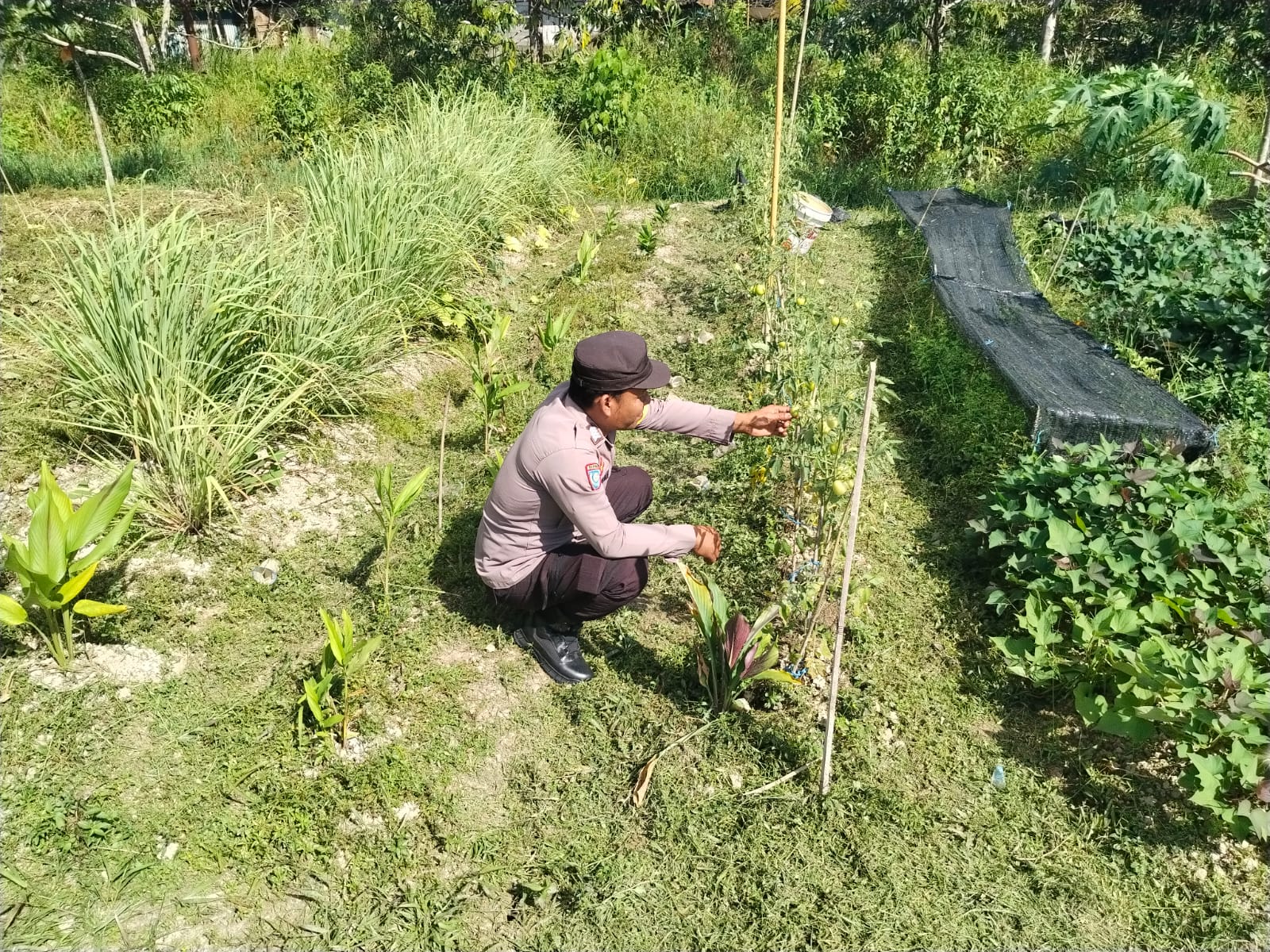 Dalam Rangka Mendukung Program Pemerintah, Bhabinkamtibmas Desa Tewang Kampung Polsek Mendawai Cek Lokasi Pemanfaatan Lahan Pekarangan Warga
