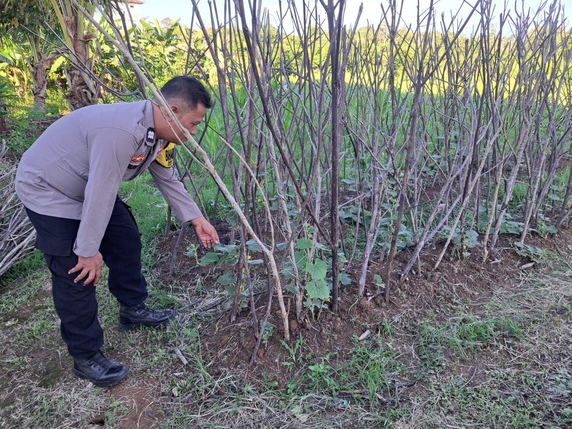 Mendukung Ketahanan Pangan, Personil Polsek Katingan Hulu dan Bukit Raya Cek Lokasi Pemanfaatan Pekarangan Warga.