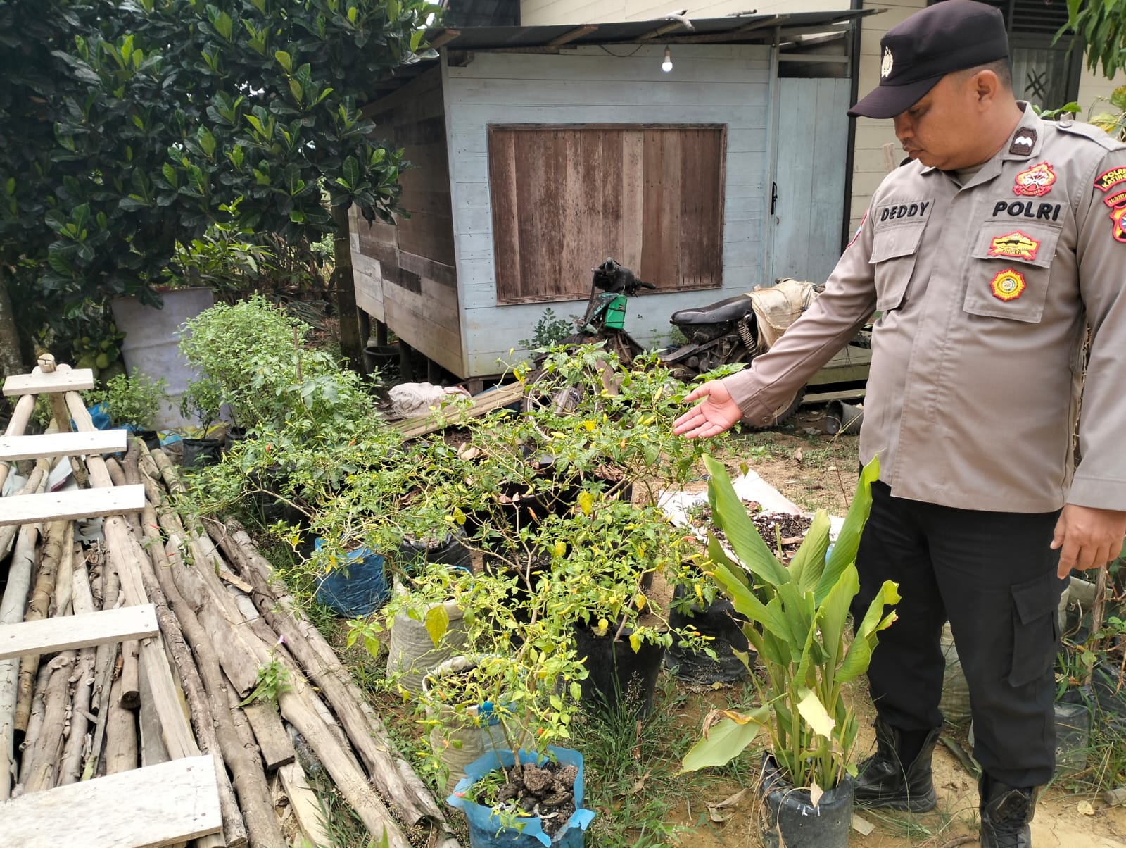 DUKUNG KETAHANAN PANGAN NASIONAL, POLSEK MARIKIT DAMPINGI PETANI DI TUMBANG PAHANEI