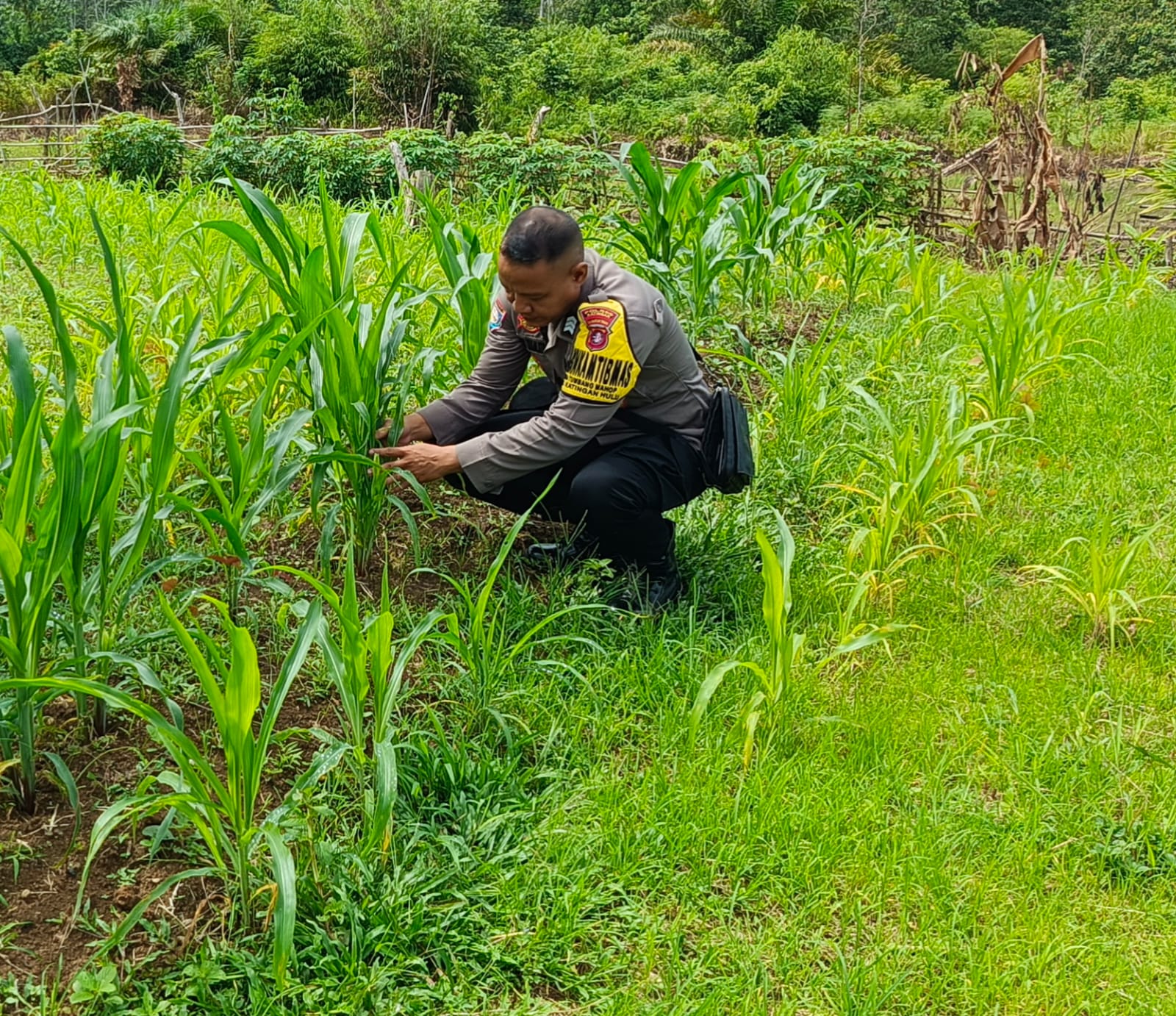‎Mendukung Ketahanan Pangan, Personil Polsek Katingan Hulu Cek Lokasi Pemanfaatan Pekarangan Warga.