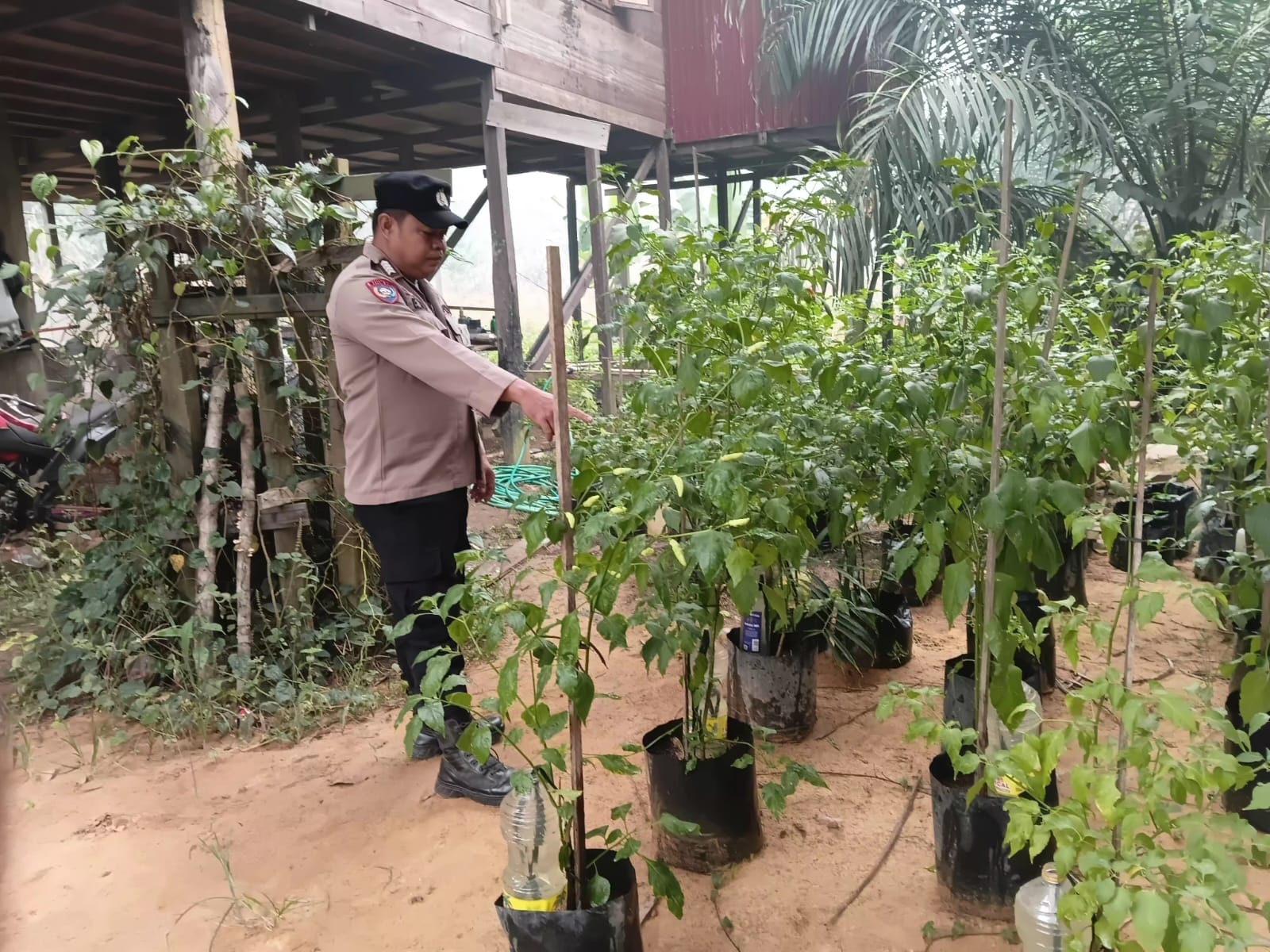 DUKUNG KETAHAN PANGAN, POLSEK MARIKIT CEK LAHAN P2B MILIK WARGA DESA TUMBANG HIRAN