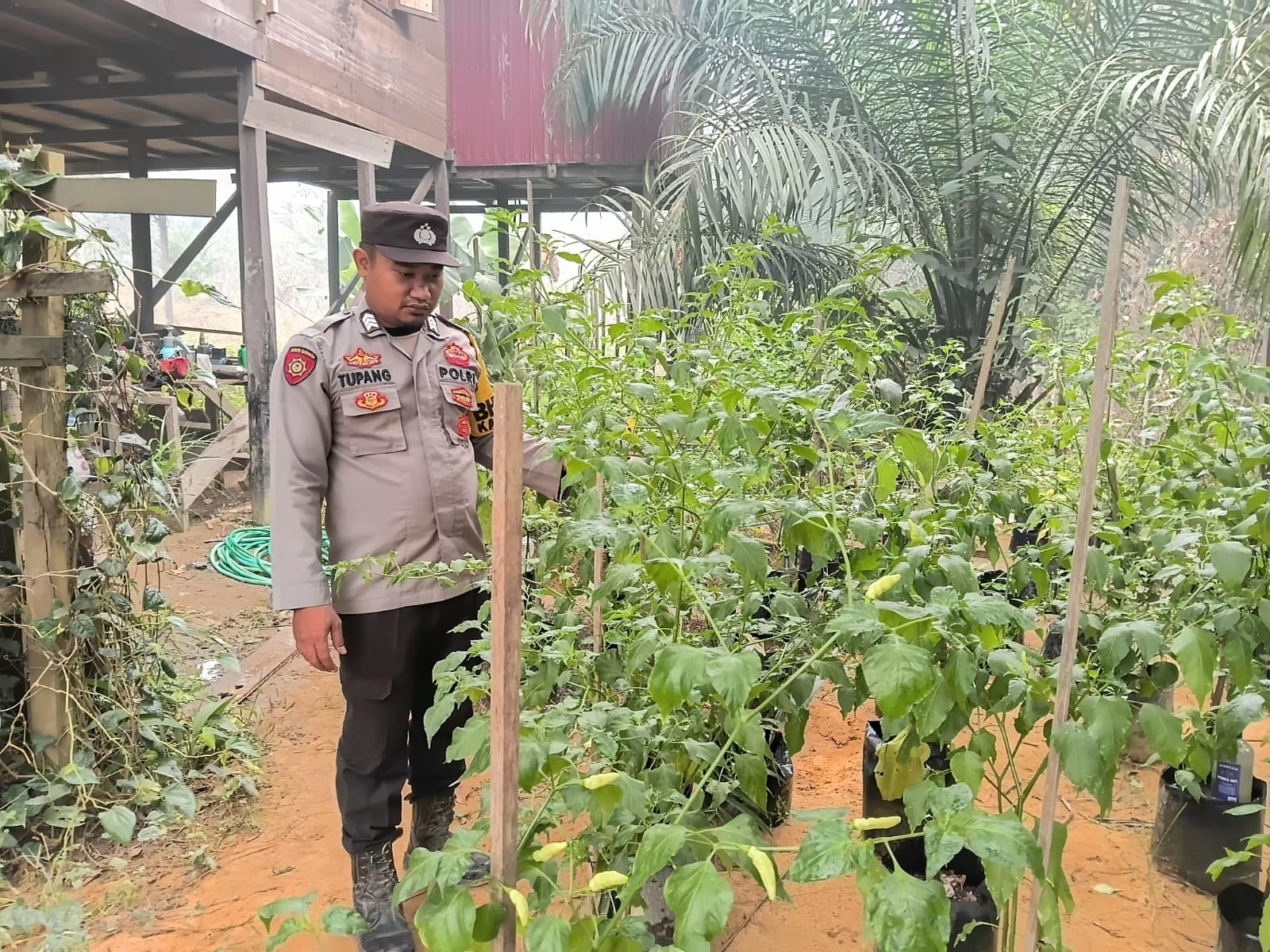 Dukung Ketahanan Pangan Nasional, Polsek Marikit Cek Pekarangan Pangan Bergizi di Desa Pahanei
