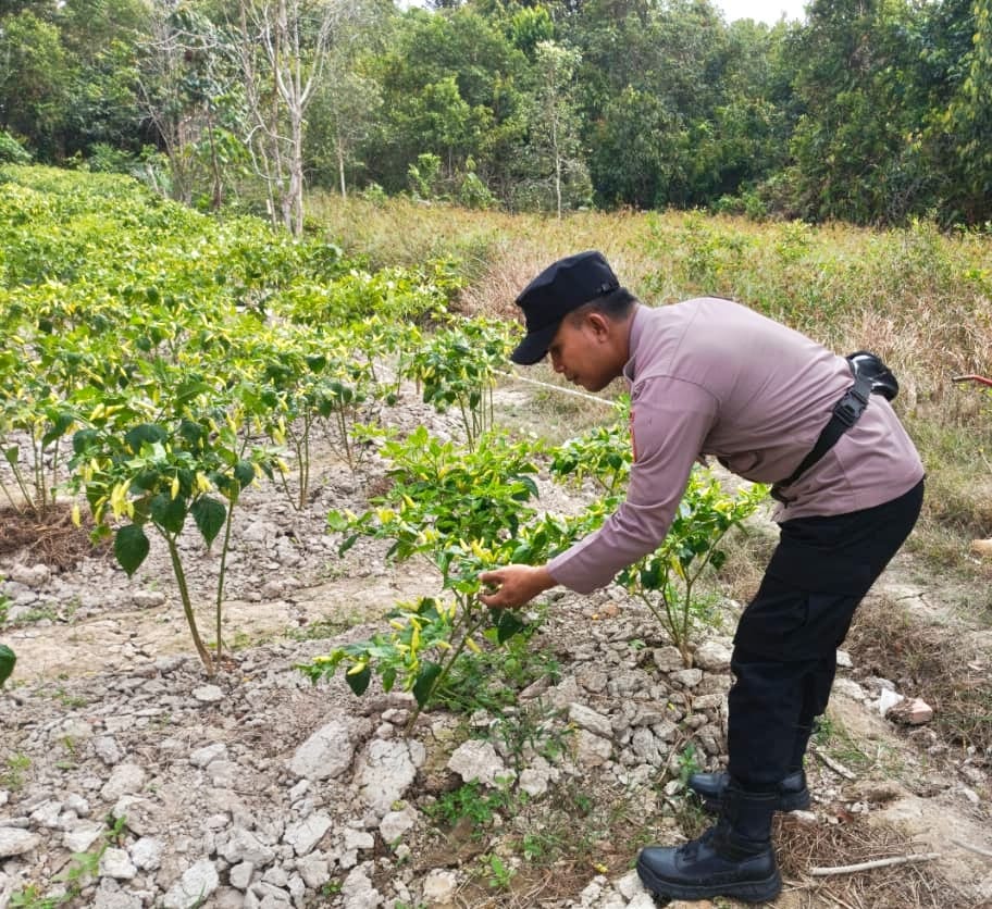 Bhabinkamtibmas Polsek Mendawai cek lokasi pemanfaatan pekarangan rumah warga binaan.