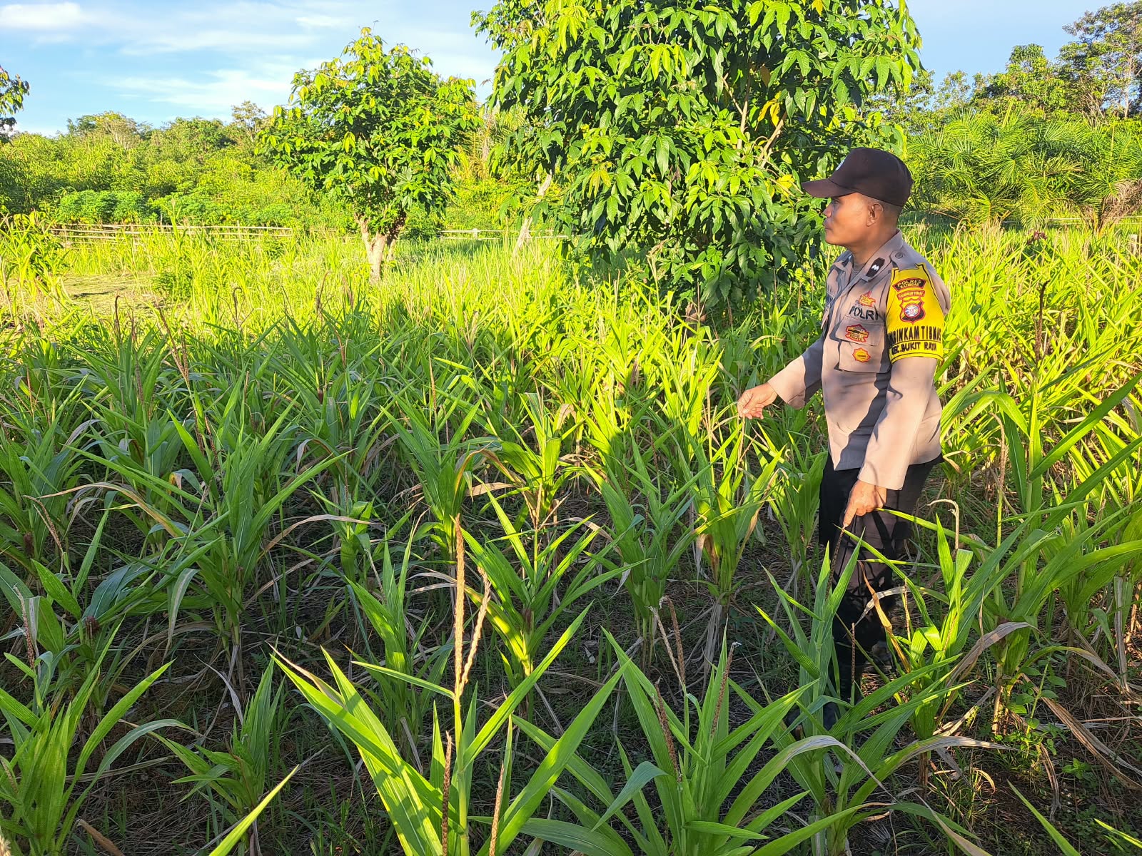 Mendukung Ketahanan Pangan, Personil Polsek Katingan Hulu dan Bukit Raya Cek Lokasi Pemanfaatan Pekarangan Warga.