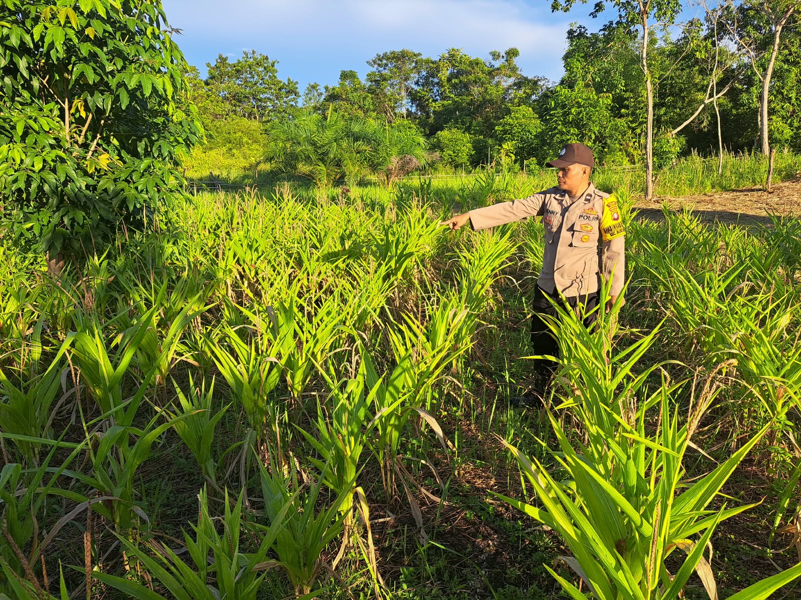 Mendukung Ketahanan Pangan, Personil Polsek Katingan Hulu dan Bukit Raya Cek Lokasi Pemanfaatan Pekarangan Warga.