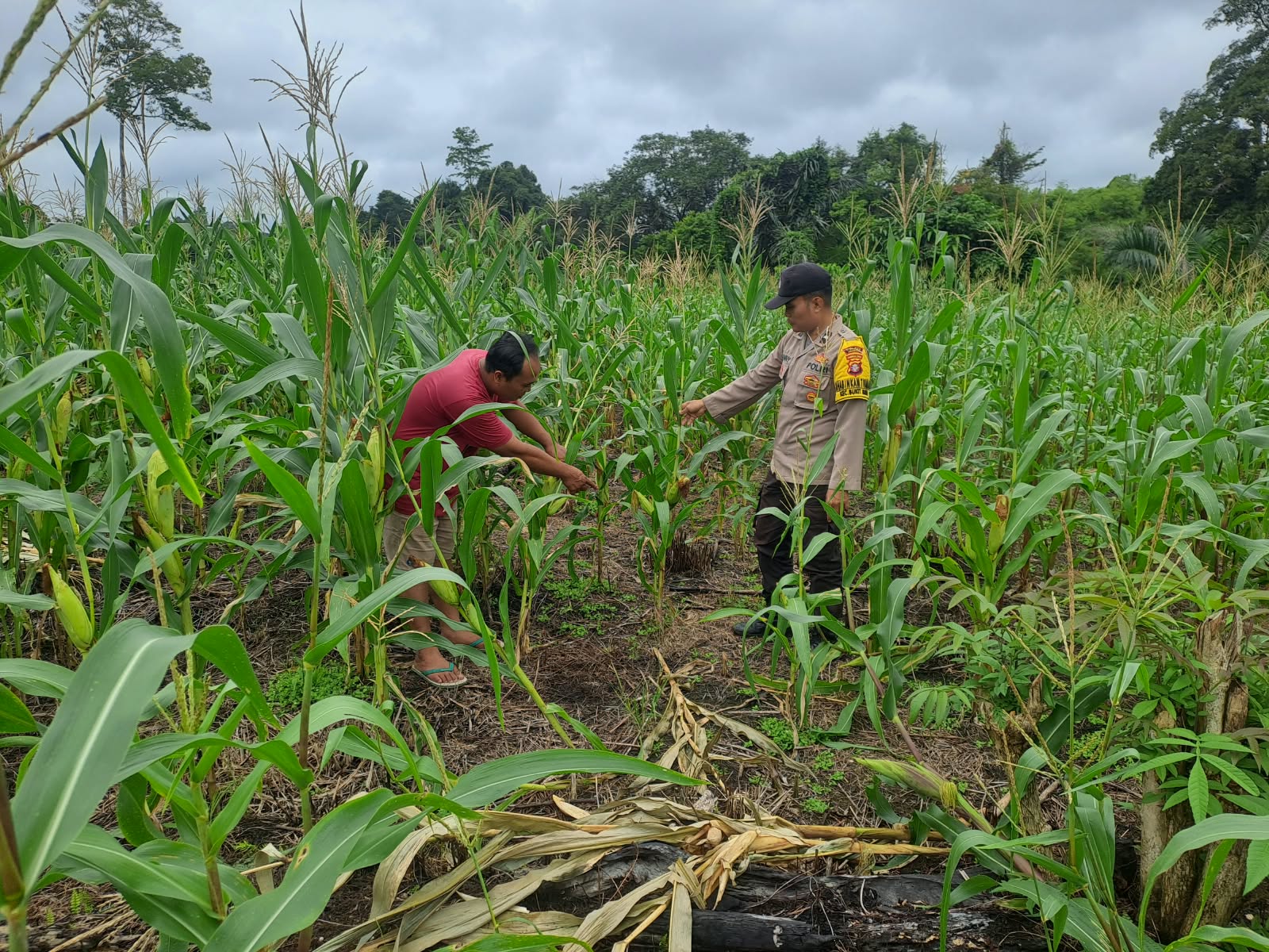 Mendukung Ketahanan Pangan, Personil Polsek Katingan Hulu dan Bukit Raya Cek Lokasi Pemanfaatan Pekarangan Warga.